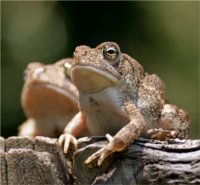 un crapaud amoureux