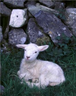/im/farm_anim/fr/lamb