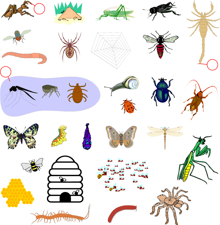 German: Vocabulary Guide: Insects | Insects