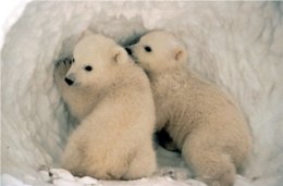 polar bears
