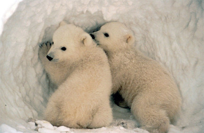 polar bears