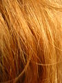 Les cheveux: vocabulaire anglais - languageguide.org