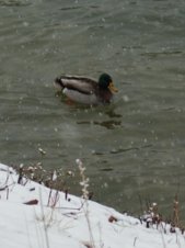 duck