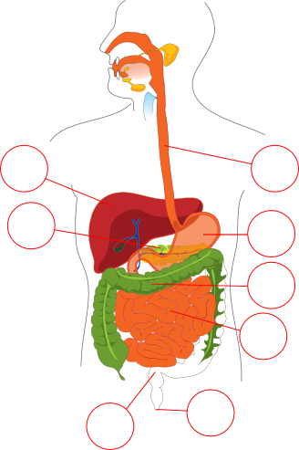 消化系统 - 意大利语 词汇 - languageguide.org