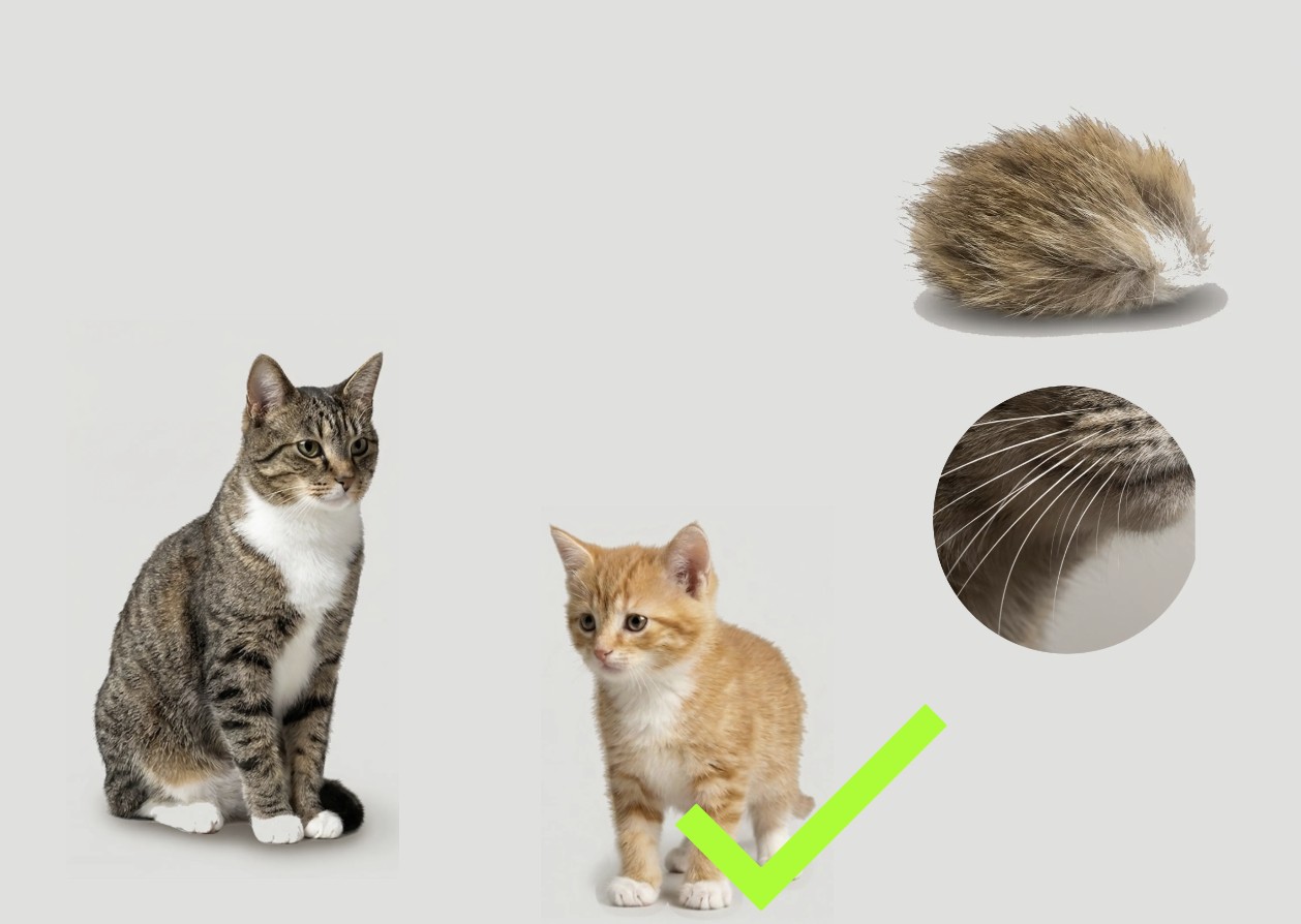 A cat, a kitten, a tail and whiskers; the kitten has been tapped and marked correct.